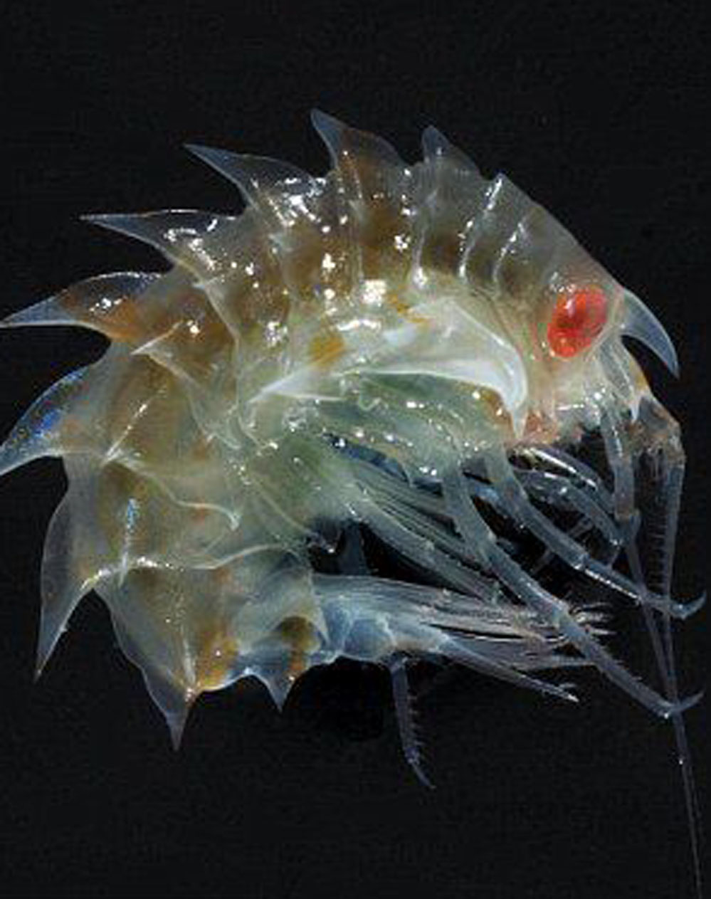  p data-id="gnx71uzzqf">沙蚤(sand flea),亦称沙跳虾(sand hopper)