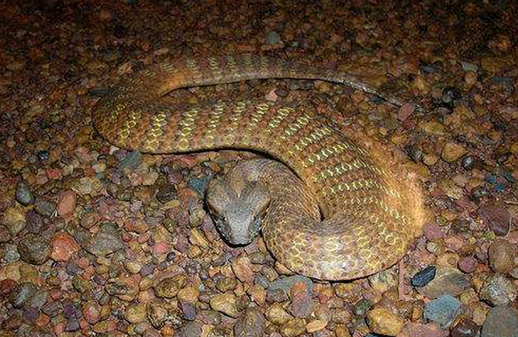  /i>又称 a target="_blank" href="/item/南部棘蛇/2948023" data