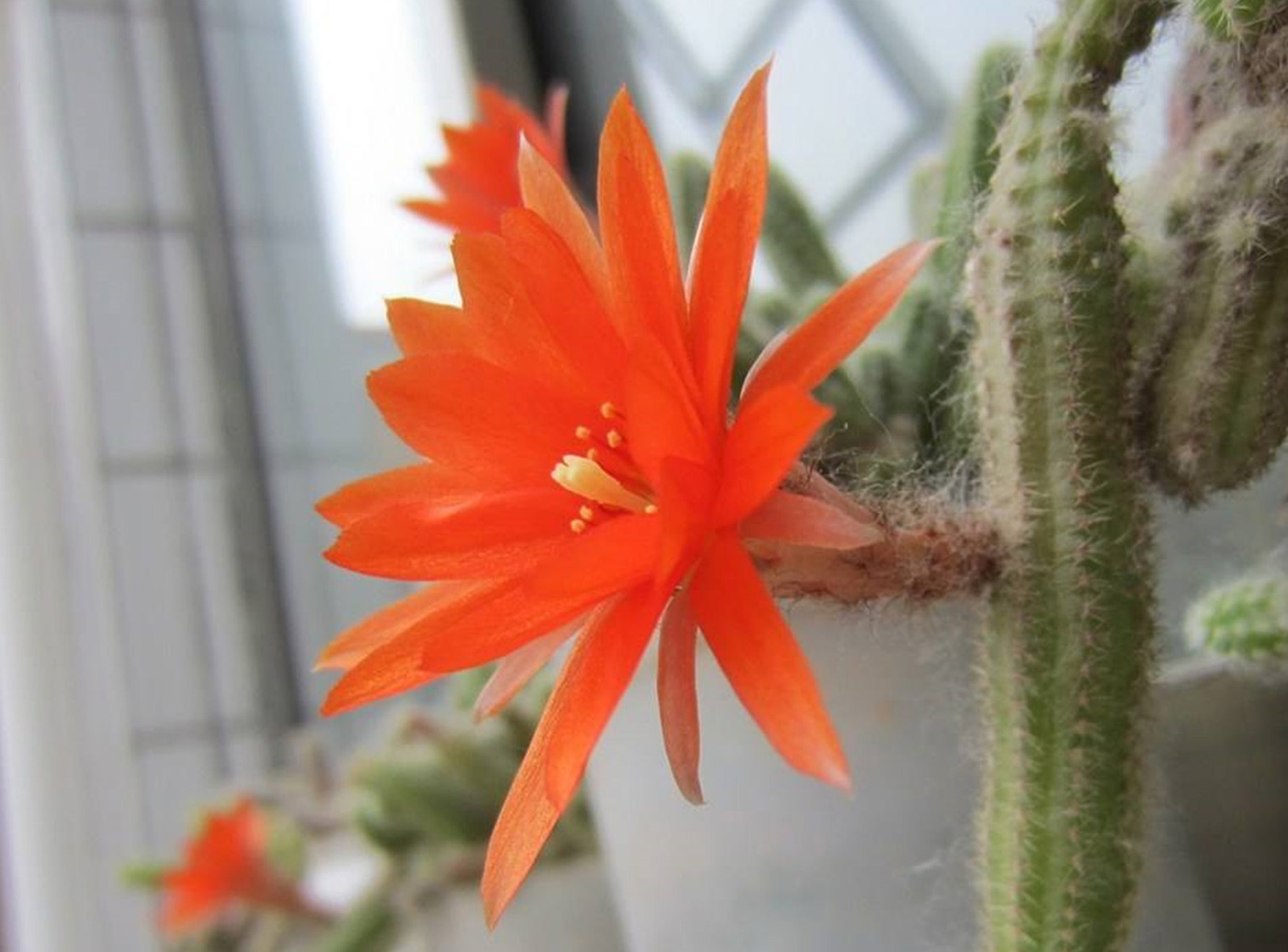 data-lemmaid="4967">仙人掌 /a>科仙人指属附生型多浆植物,原产巴西