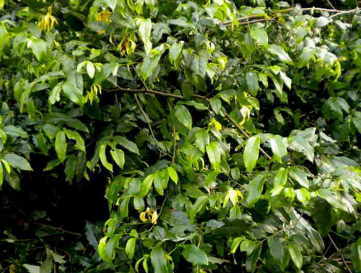 是番荔枝科,假鹰爪属直立或攀援 a href="#"