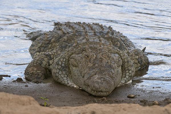  p>尼罗鳄(学名: i>crocodylus niloticus /i>),是非洲最大的鳄鱼和最