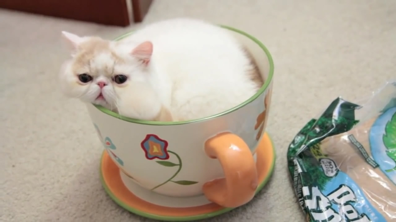  p>茶杯猫是一种袖珍迷你的猫咪,也称迷你猫,就是像 a href="#" data