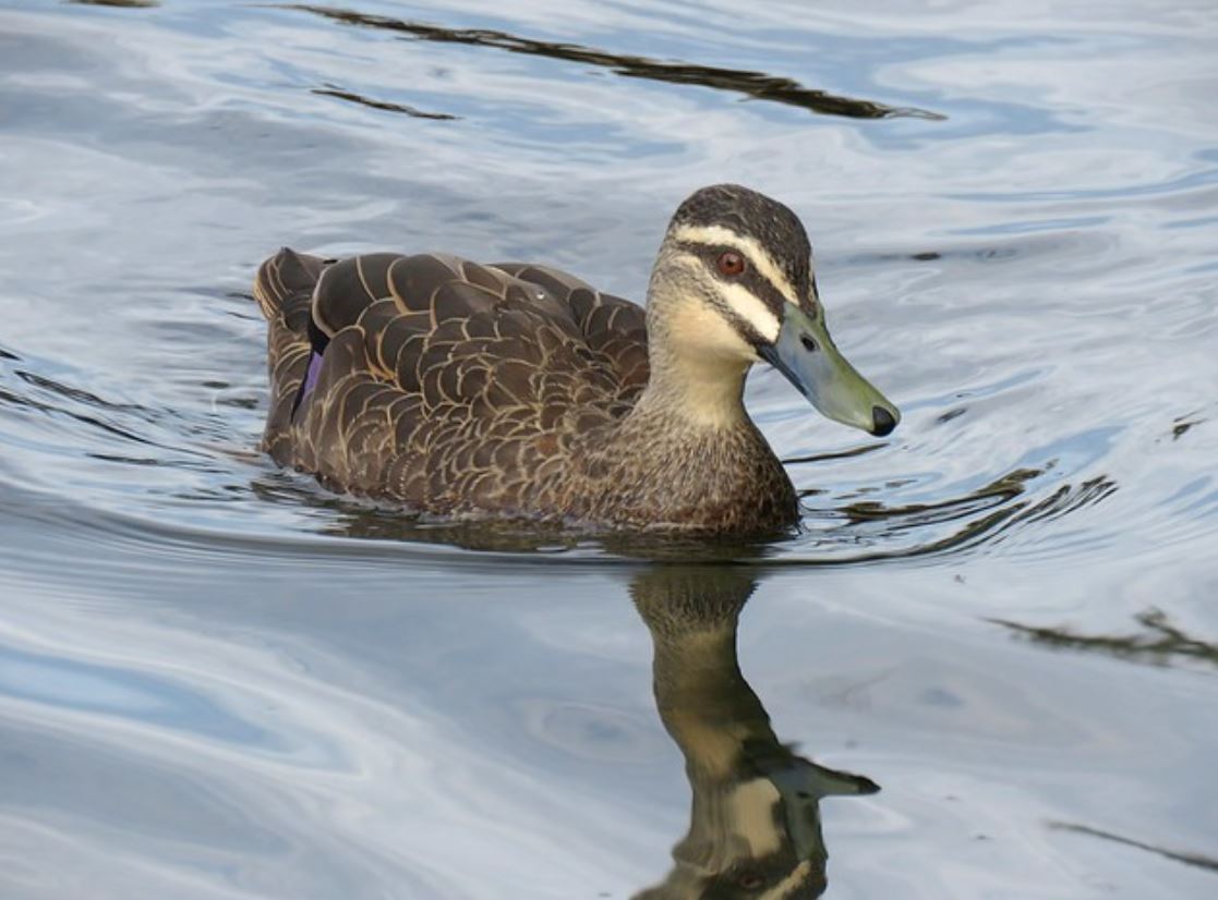  p>太平洋黑鸭(学名: i>anas superciliosa /i>):属鸭科鸭属中型 a