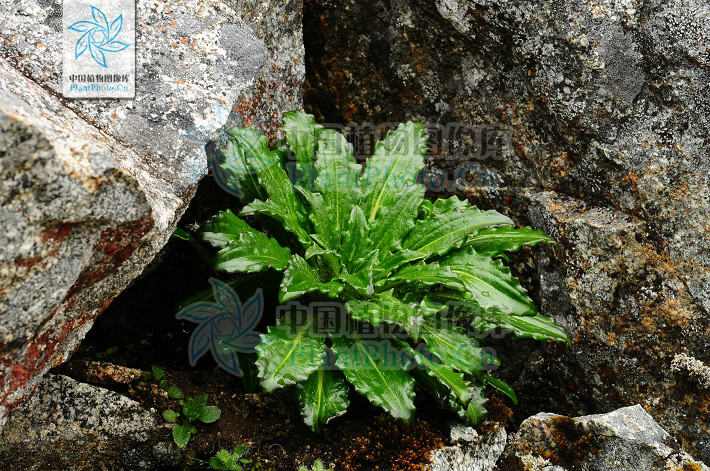  p> b>绵头雪兔子 /b>(学名: i>saussurea laniceps /i>)为 a href="