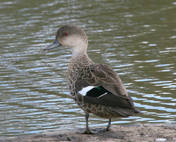  p>灰鸭(学名: i>anas gracilis /i>):中型 a