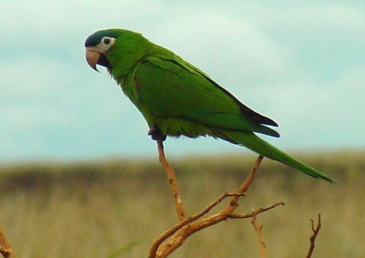  p>红肩金刚鹦鹉(学名: i>diopsittaca nobilis /i>)产于美洲热带地区