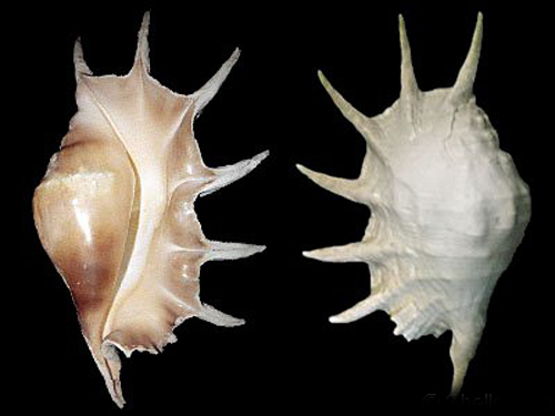 truncate spider conch