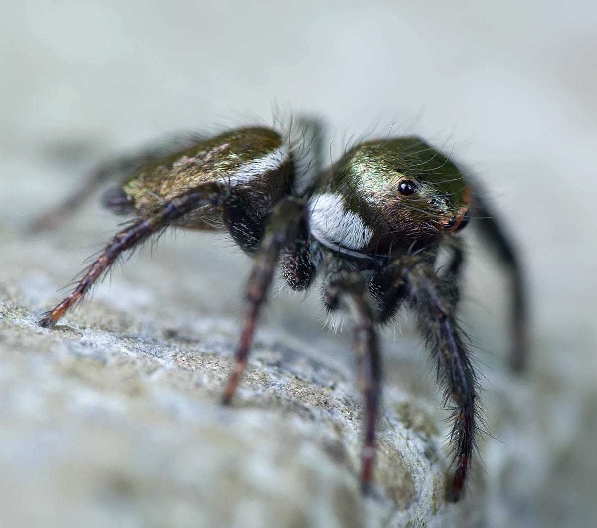 target="_blank" href="/item/园蛛科/2848276" data-lemmaid="