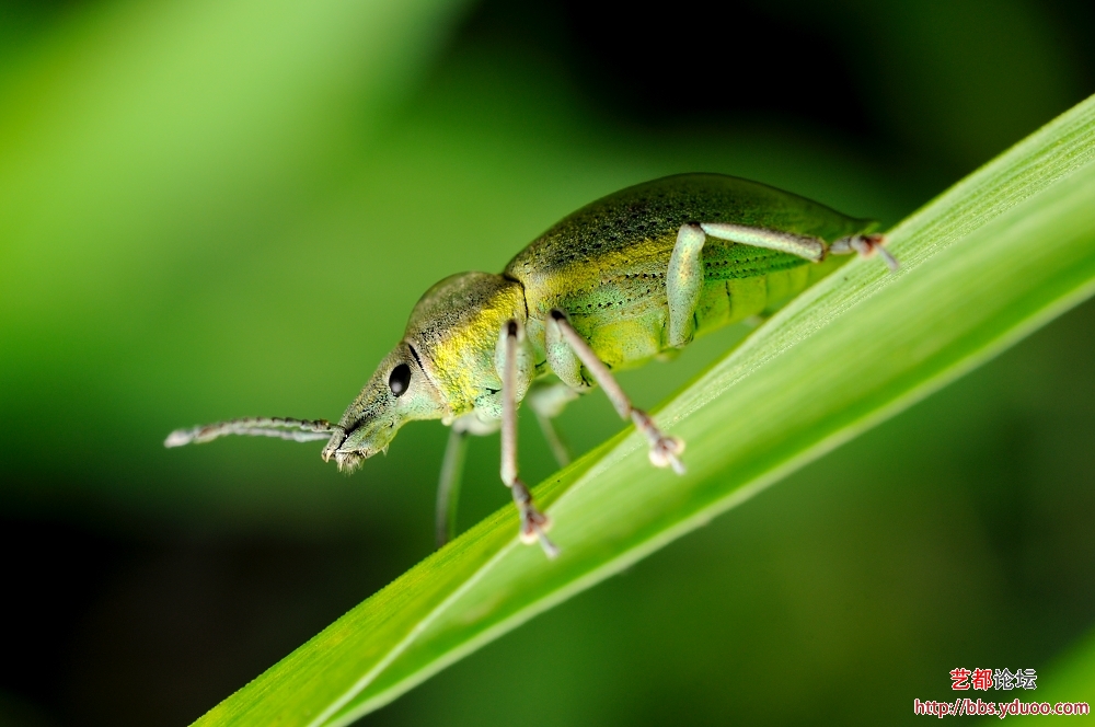 小绿象甲