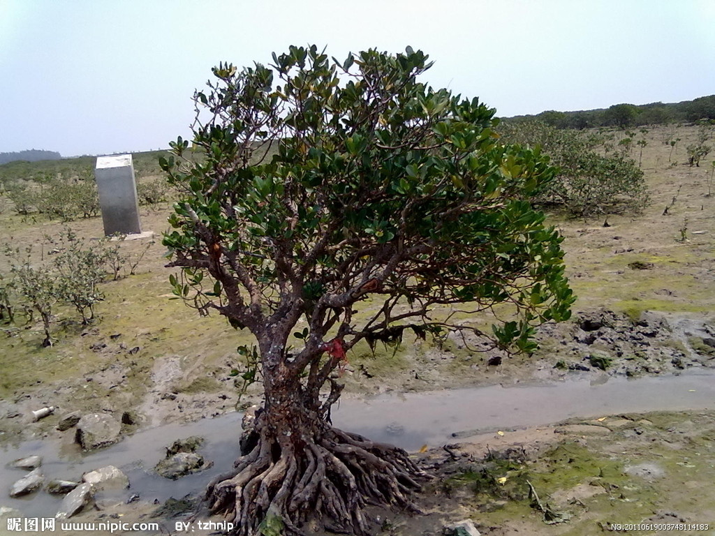 是红树科红树属的乔木或灌木.