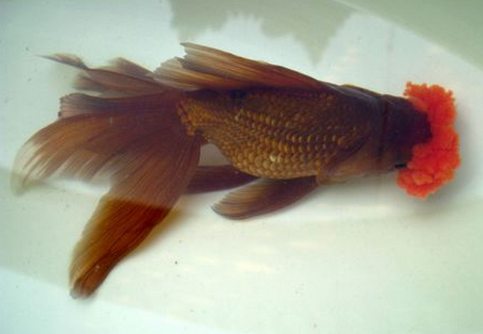  p>朱顶紫罗袍是 a target="_blank" href="/item/金鱼/32862" data