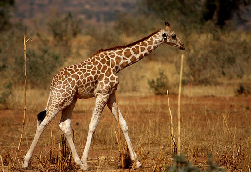  p>长颈鹿西非亚种(学名: i>giraffa camelopardalis peralta /i>):是