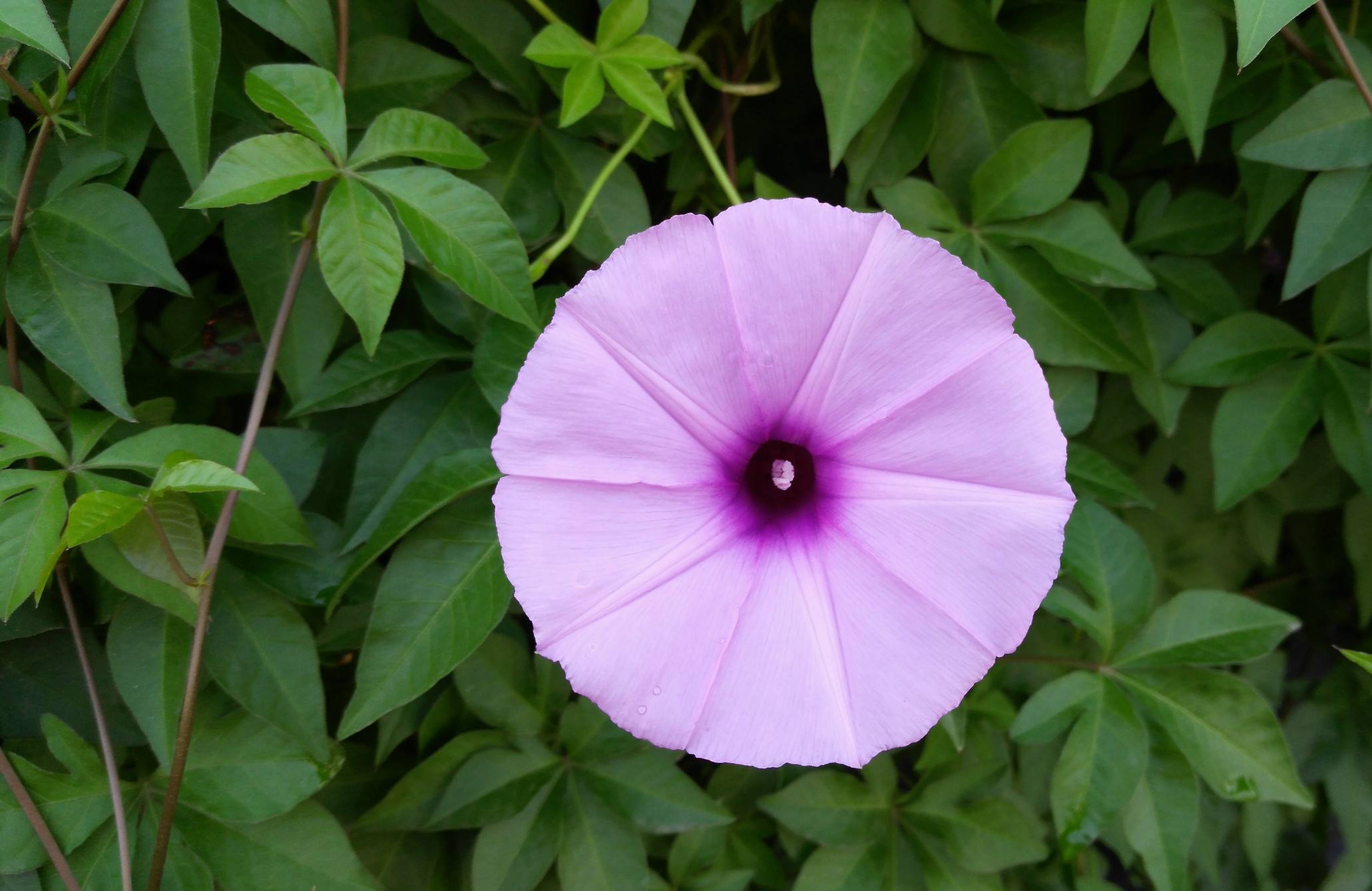 sweet)是管状花目,旋花科,番薯属多年生缠绕 a href="#">草本 /a>