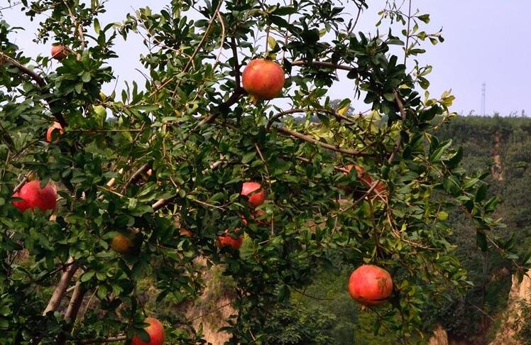  p>河阴石榴, a href="#" data-lemmaid="59474">河南省 /a> a href="