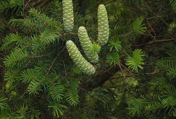  p data-id="tbabk7g91npk">江南油杉为松科油杉属的乔木.