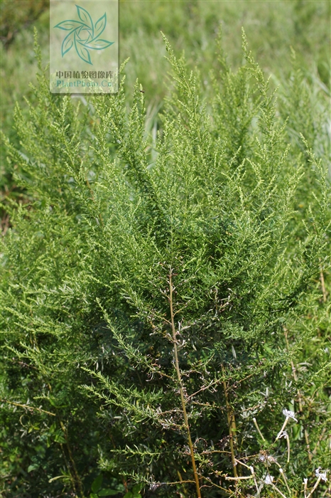  p>矮蒿,多年生草本.