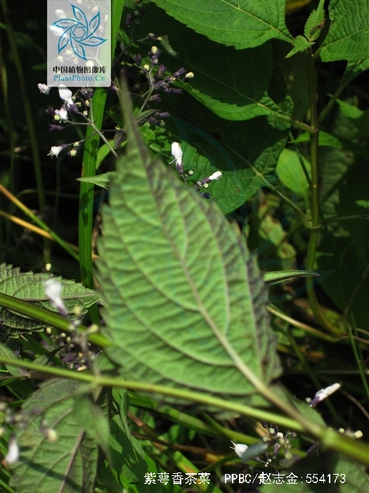  p>紫萼香茶菜(学名: i>isodon /i>  i>forrestii /i> (diels) kud  )