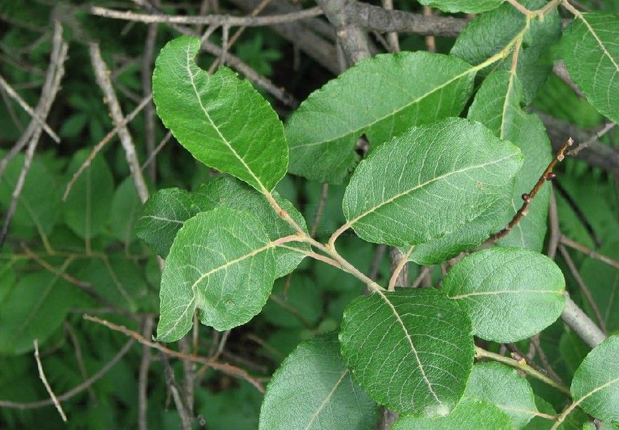  p>大黄柳(学名: i>salix raddeana /i> laksch)是杨柳科,柳属 a href