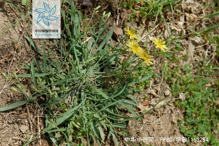 中华小苦荬