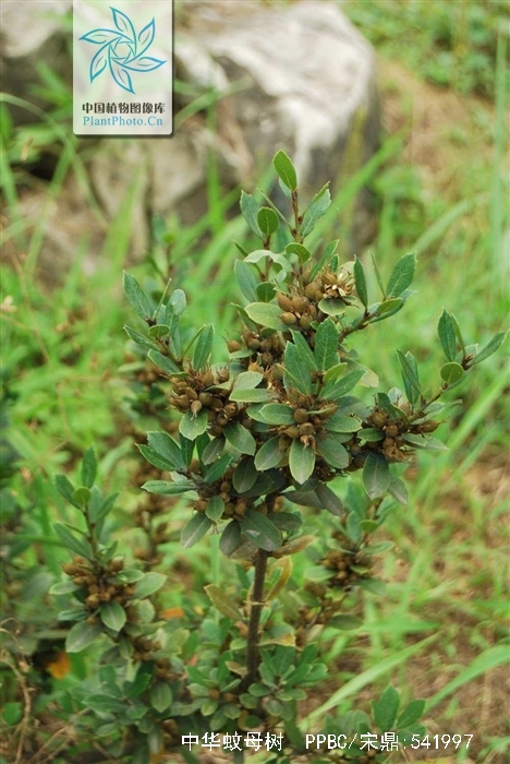 ex hemsl.) diels)是金缕梅科蚊母树属植物.