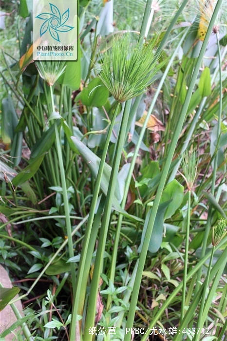  p>纸莎草(学名: i>cyperus papyrus /i> l.