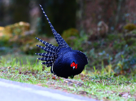  p>黑长尾雉(学名: i>syrmaticus mikado /i>)大型鸡类,体长53~88厘米