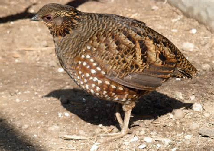  p>环颈山鹧鸪(学名: i>arborophila torqueola /i>):体长为26-39厘米