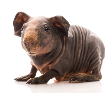 hairless guinea pigs