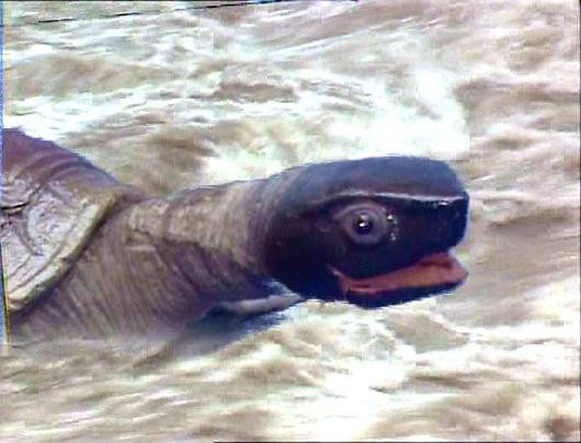 ="gnwtmfvamp">老鼋,《 a target="_blank" href="/item/西游记/5723"