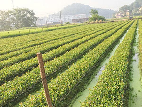  p>坪阳庙乡,旧乡名,隶属于湖南省株洲市攸县,地处 a target="_blank"