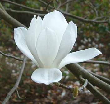 玉兰（木兰科玉兰属植物）_百度百科