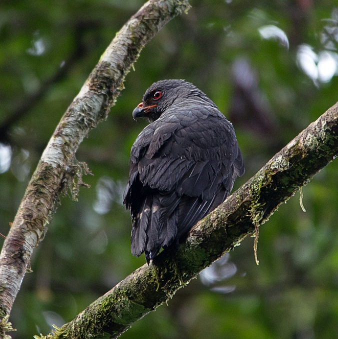  p>铅色南美鵟(学名: i>cryptoleucopteryx plumbea /i>):是鹰科,铅色