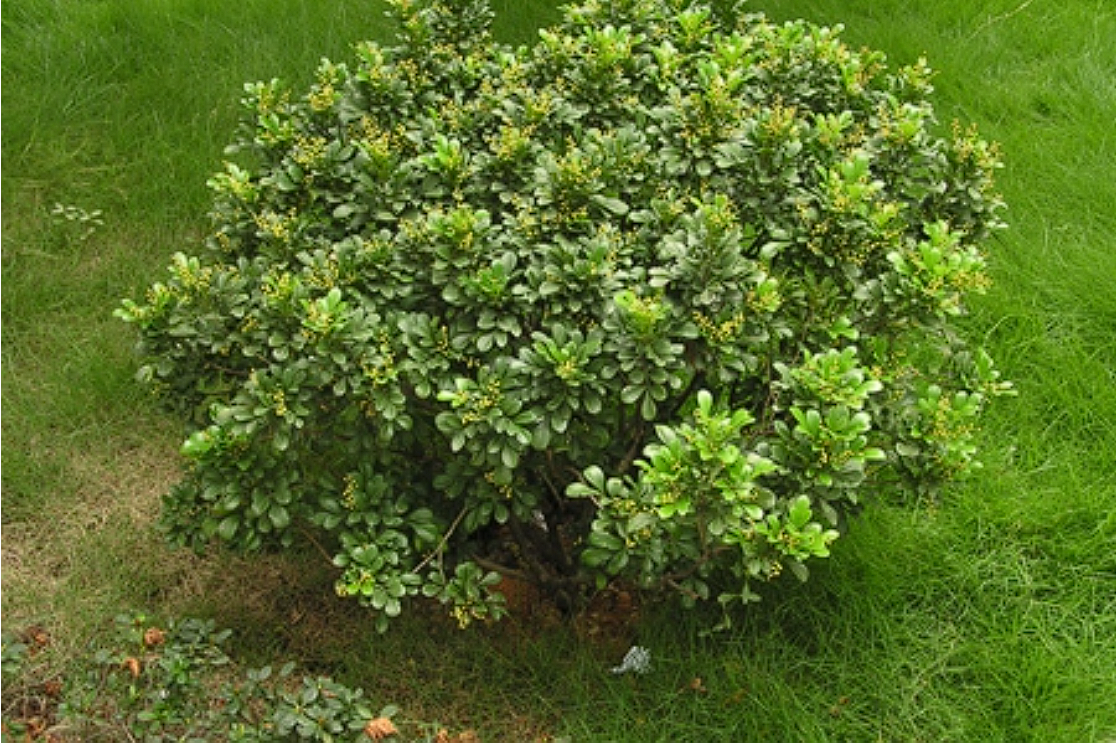  p data-id="txw9txjk5nni">米仔兰是楝科米仔兰属的乔本植物.