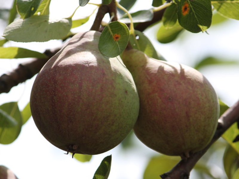  p>梨属(学名: i>pyrus /i> l.