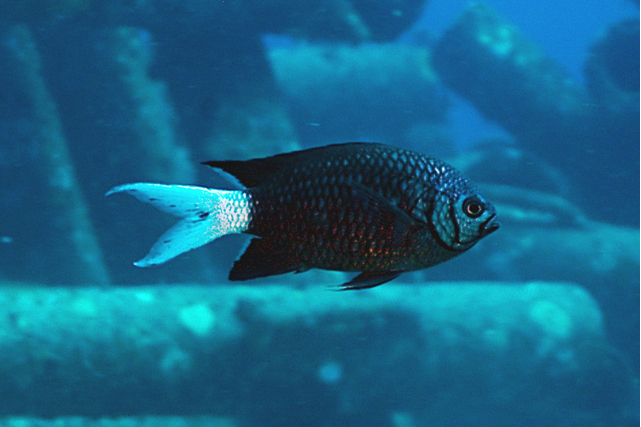  p>三角光鳃雀鲷(deep reef chromis )俗名厚壳仔,小型之 a target="