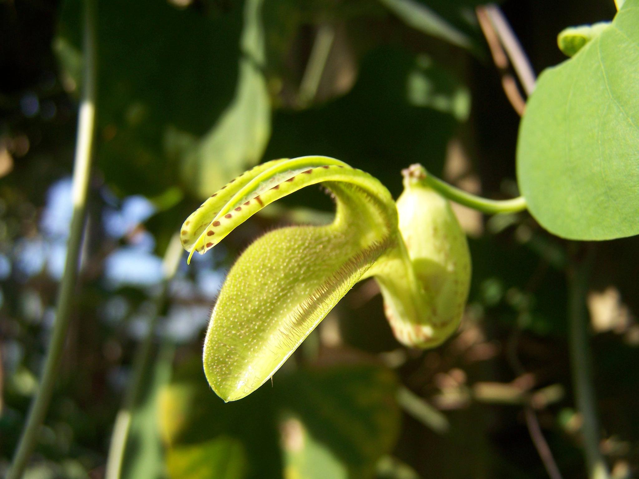 是马兜铃科马兜铃属植物,根圆柱形;茎有腐肉味;叶卵状三角形,长宰状