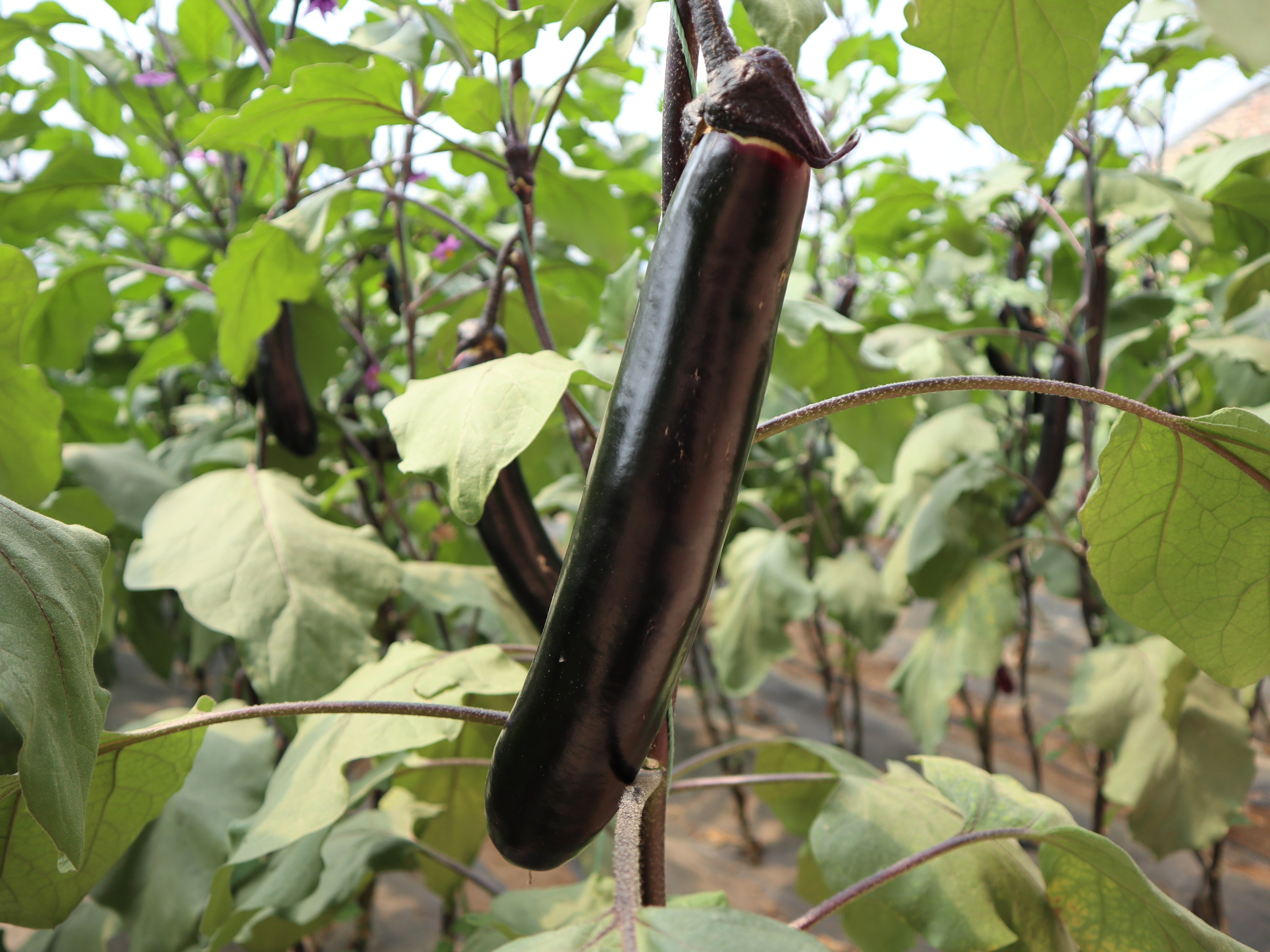 茄子——黑亮长茄