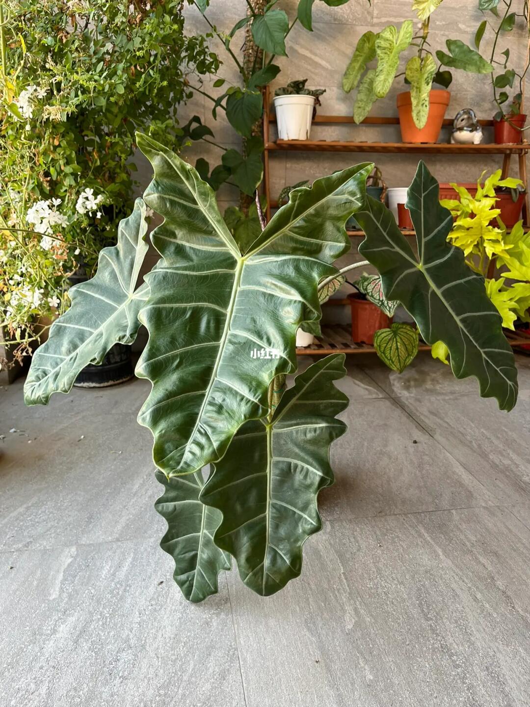 萨利安海芋
