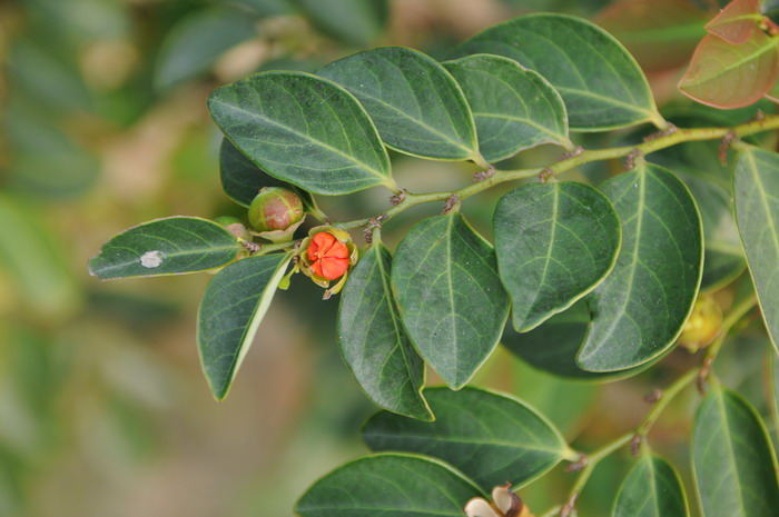 hook. f.)是叶下珠科黑面神属植物.