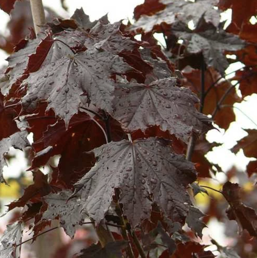  i>acer platanoides 'crimson king' /i>)是槭树科