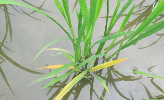  p>水稻黄矮病又名黄叶病,暂黄病,是由水稻黄矮病毒(pysv)引起,发生在