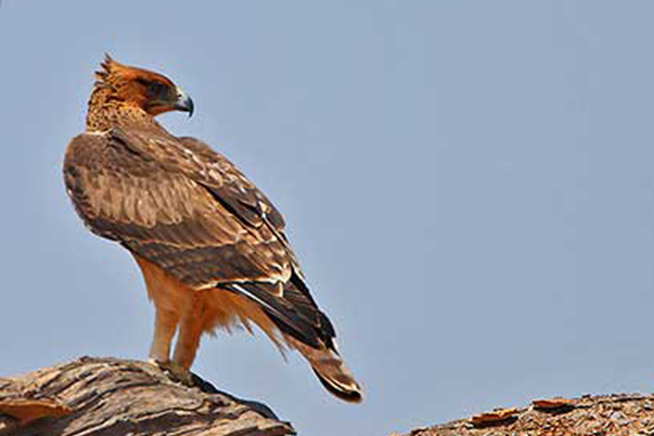  p>非洲雕(学名: i>aquila spilogaster /i>):是鹰科,雕属的猛禽.