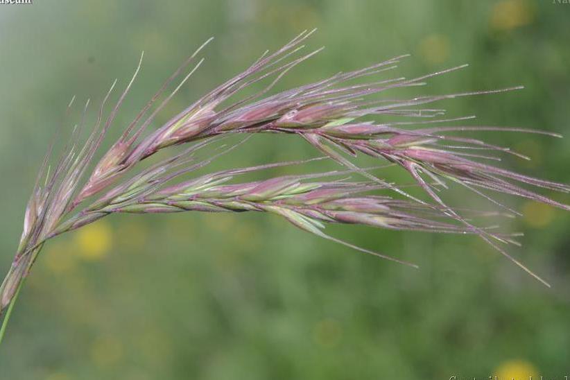  p>本田鹅观草(学名: i>elymus hondae /i> (kitagawa) s. l.