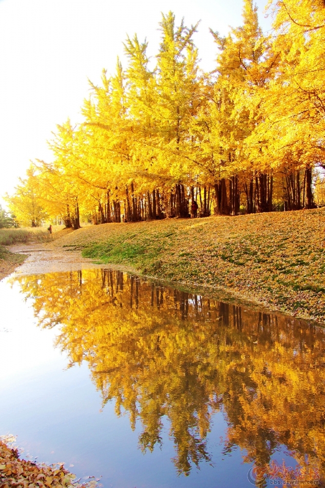 大厂万亩银杏林