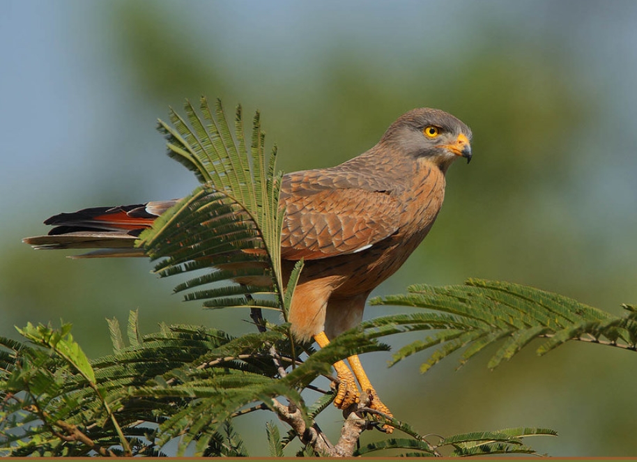  p>蝗鵟鹰(学名: i>butastur rufipennis /i>):是鹰形目,鹰科,鵟鹰属