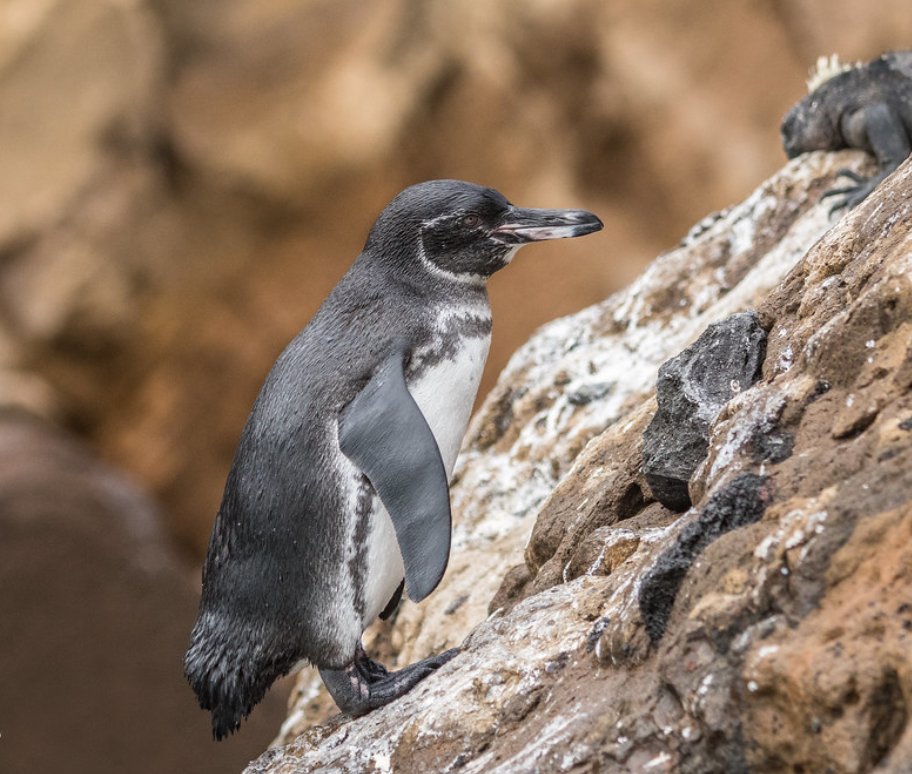  p>加岛环企鹅(学名: i>spheniscus mendiculus /i>):是鸟纲,企鹅目