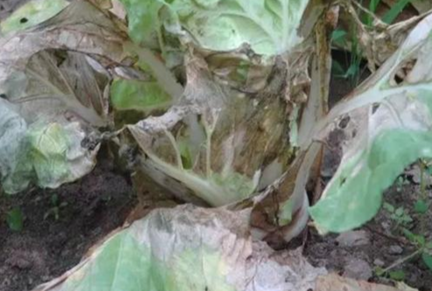白菜菌核病