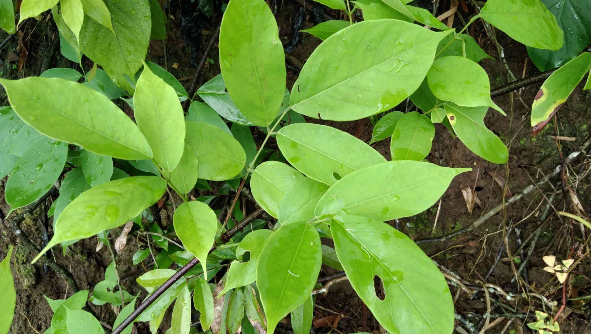 prain)是豆科鱼藤属植物.