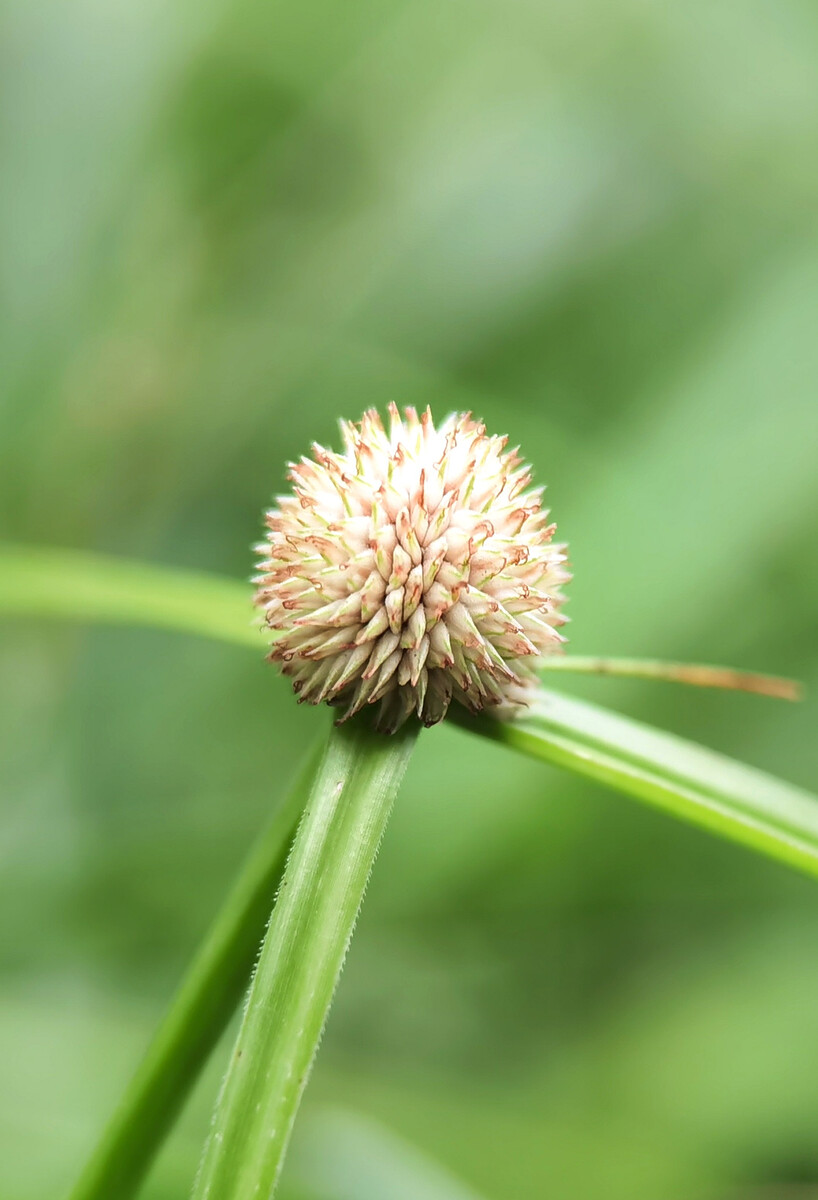 短叶水蜈蚣