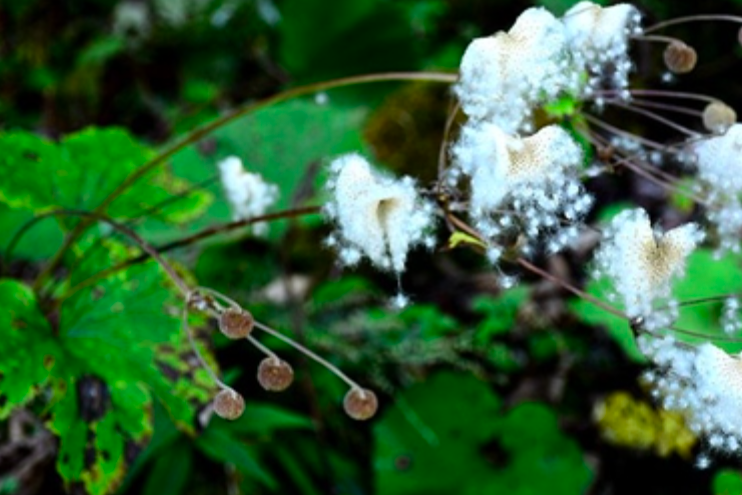 山棉花